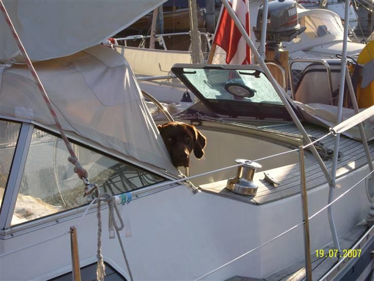 Blanding af racer Magnus - Hvad?.....ville du noget?...  billede 9