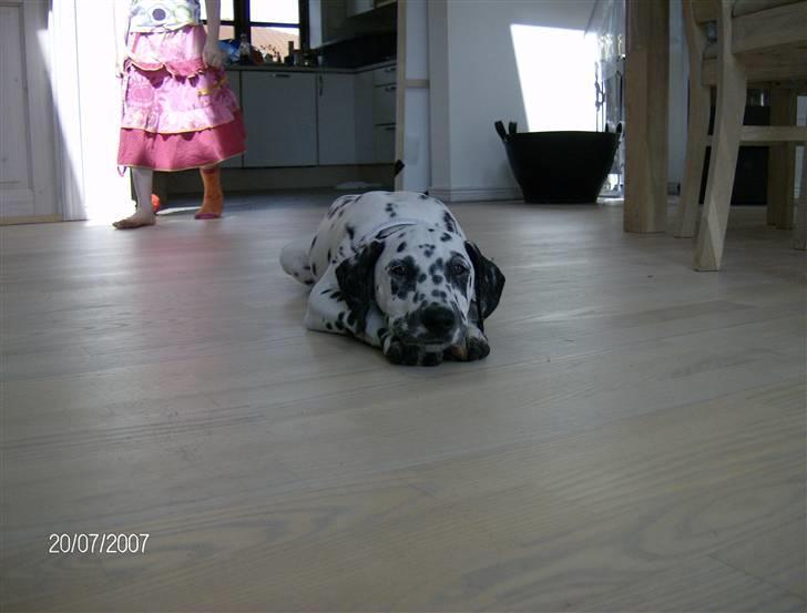 Dalmatiner Bella (potte) billede 10