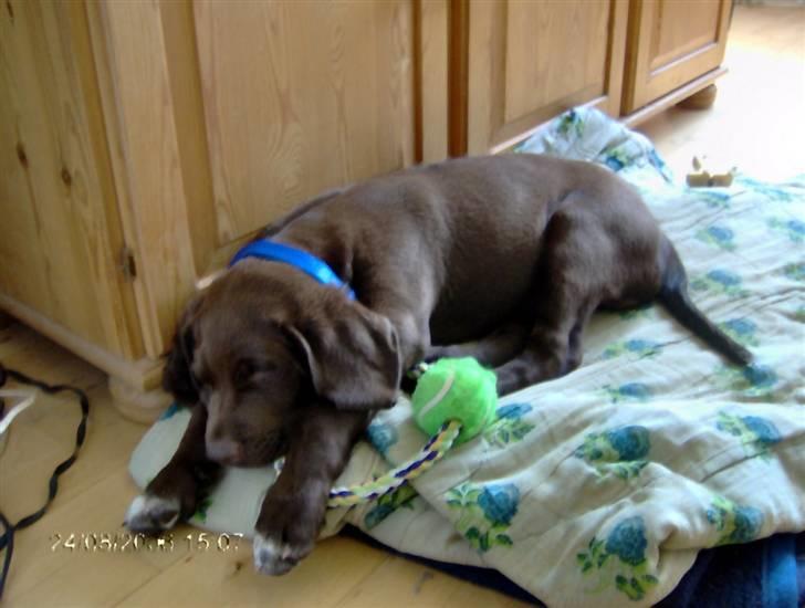 Blanding af racer Magnus - Og da Magnus var hvalp....... billede 10