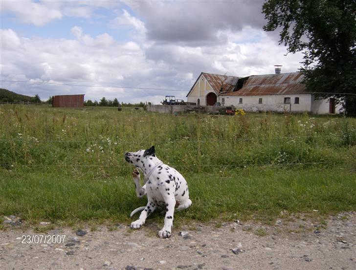 Dalmatiner Bella (potte) billede 11