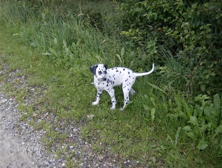 Dalmatiner Bella (potte) billede 12