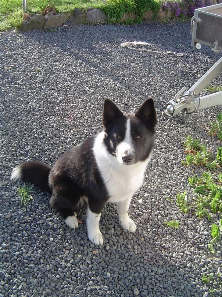 Karelsk bjørnehund Zago billede 6