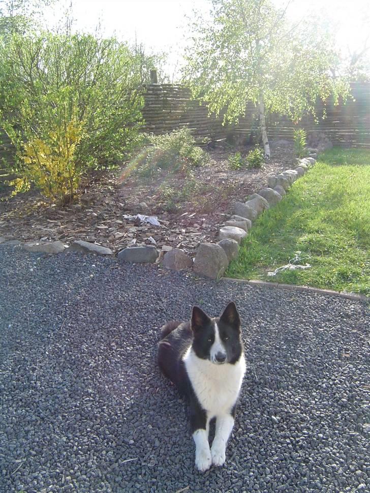 Karelsk bjørnehund Zago billede 7