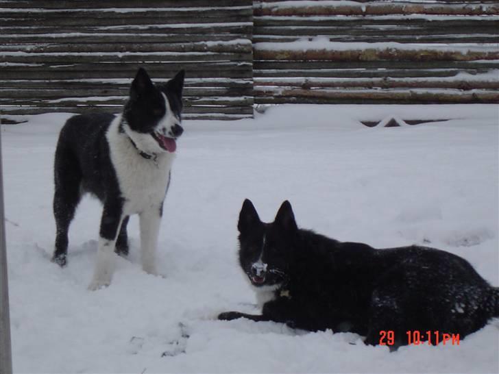 Karelsk bjørnehund Zago billede 8
