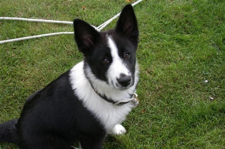 Karelsk bjørnehund Zago billede 9