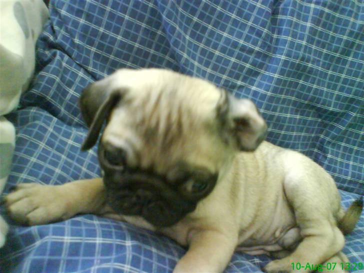 Mops Frank Elvis - Hej hej jeg hedder Frank Elvis.  billede 1