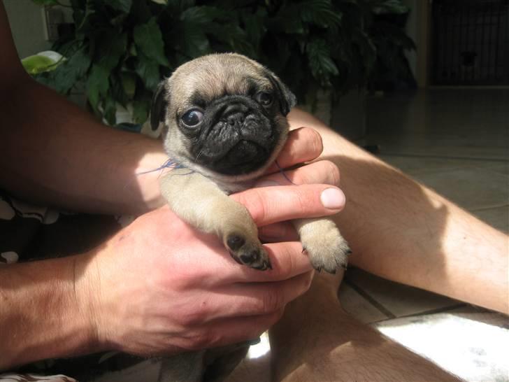 Mops Frank Elvis - Her sidder jeg i min fars store hånd.  billede 2