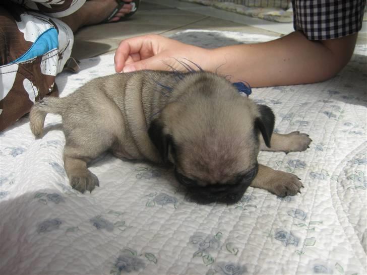 Mops Frank Elvis - Jeg blev sulten og fik lidt hvalpemad. Mums billede 3