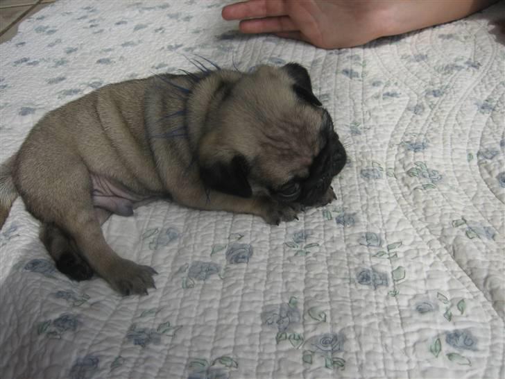 Mops Frank Elvis - OG så bagefter blev jeg træt. Puha. Det er hårdt at være hundehvalp billede 4