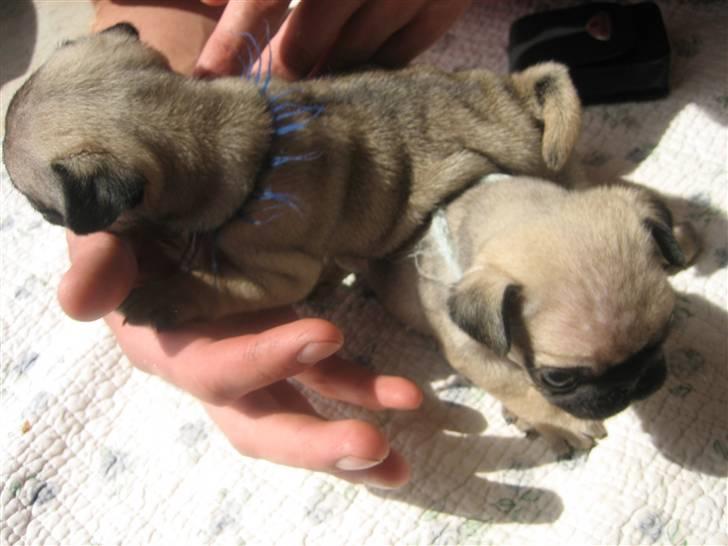 Mops Frank Elvis - Her er jeg sammen med min bror.  billede 5