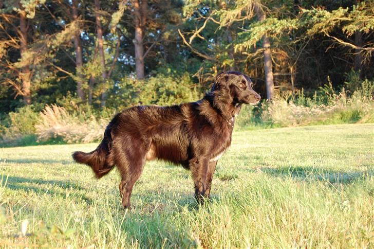 Border collie Max - Smuk hund i solnedgang <3 billede 1