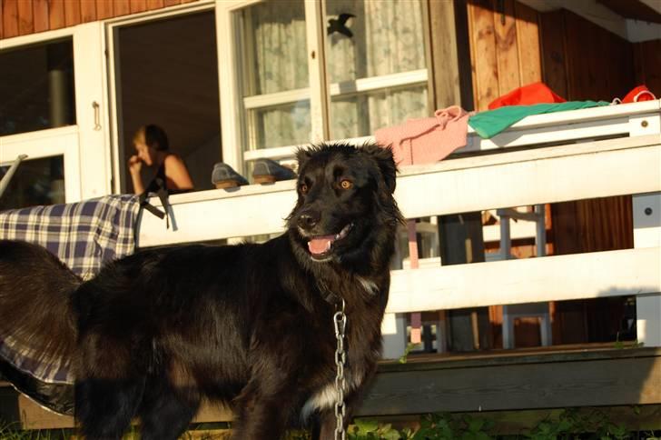 Border collie Max - Dejlige maxii :) billede 2