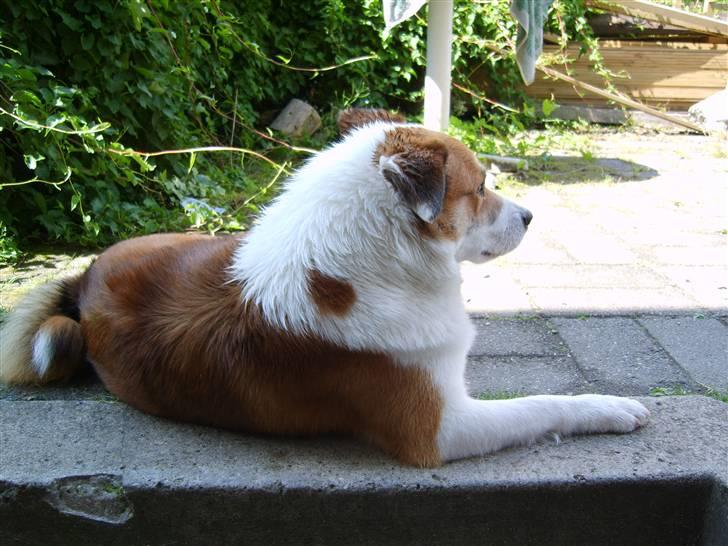 Islandsk fårehund Bastian billede 8
