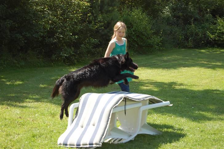 Border collie Max - Her springer vi ved sommerhuset så vi har ikke rigtigt spring :) billede 4