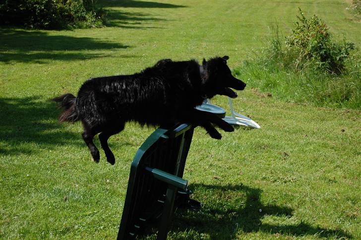 Border collie Max - Endu en elegang spring  billede 5