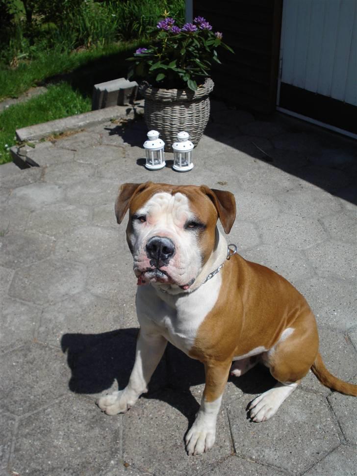 Amerikansk bulldog - ABO's Kenzo billede 6