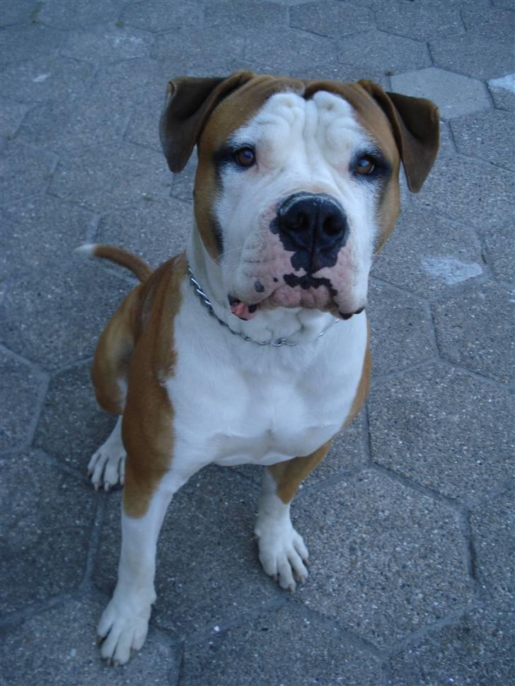 Amerikansk bulldog - ABO's Kenzo billede 7