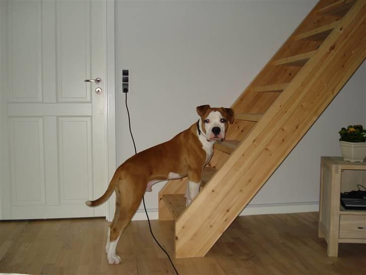 Amerikansk bulldog - ABO's Kenzo billede 8