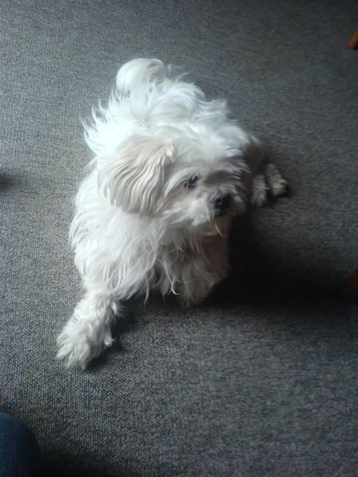 Blanding af racer Chilli - Hos bedstefar og bedstemor billede 10