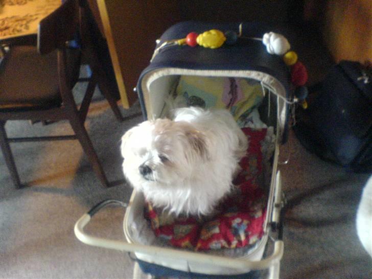 Blanding af racer Chilli - " Arj, hvorfor skal jeg nu befinde mig i den her barnevogn ? Det er altså lidt for ydmygende ! " XD billede 11