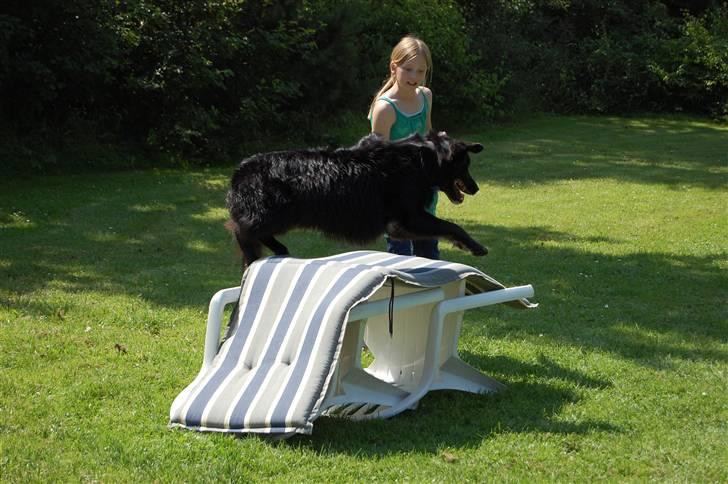 Border collie Max - Højdespringeren ! billede 6