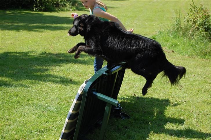 Border collie Max - Spring hunden i fuld akution (:= billede 7