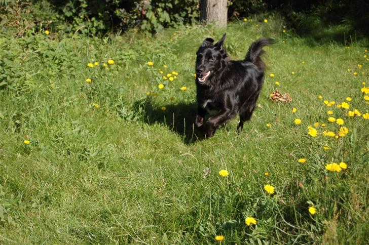 Border collie Max - I fuld løb fra stranden op til våres dejlige sommerhus :) billede 8