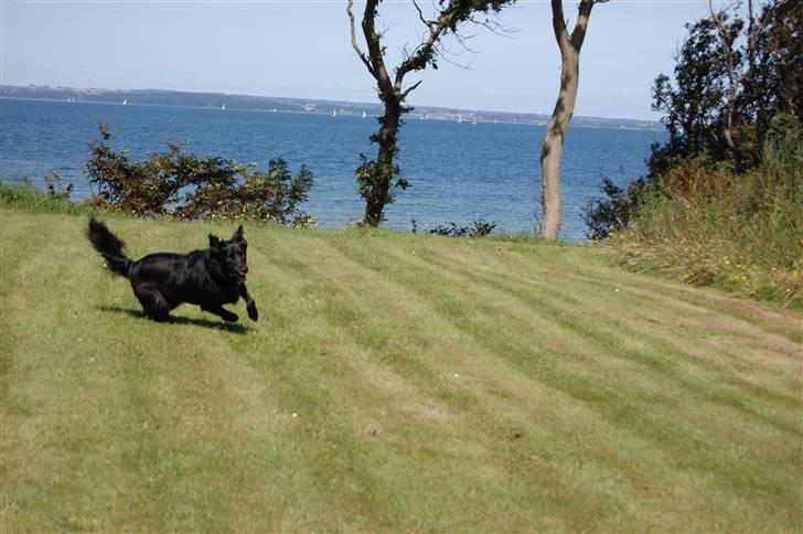 Border collie Max - Og en hurtig vending tilbage -) billede 9