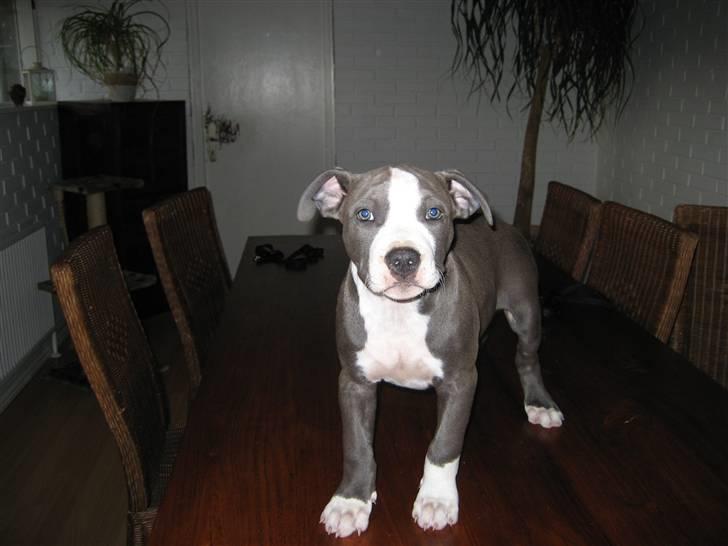 Amerikansk staffordshire terrier Zorro - 11 uger billede 1