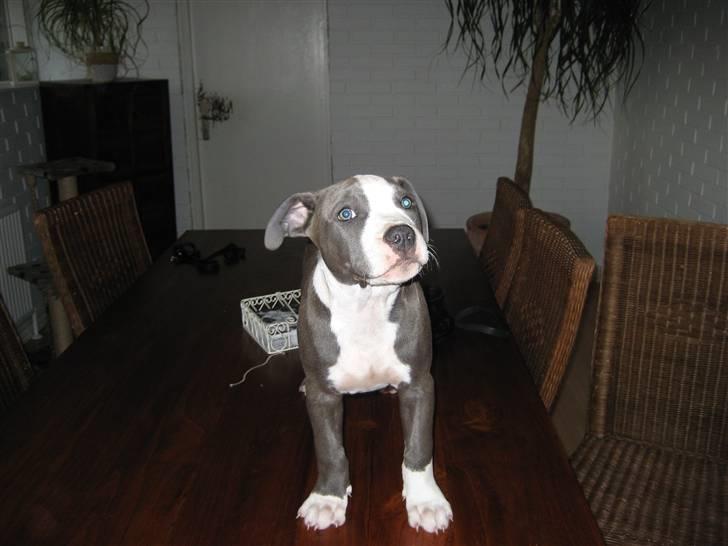 Amerikansk staffordshire terrier Zorro - 11 uger billede 2