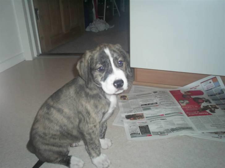 Blanding af racer Diesel - 9 uger gammel billede 1