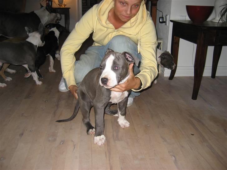 Amerikansk staffordshire terrier Zorro billede 3