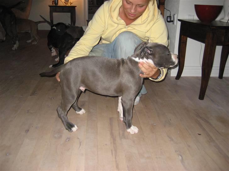 Amerikansk staffordshire terrier Zorro billede 4