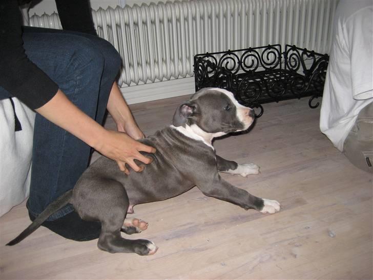 Amerikansk staffordshire terrier Zorro billede 5