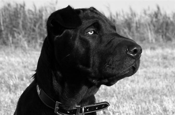 Blanding af racer Buddy - Ved vadehavet billede 14