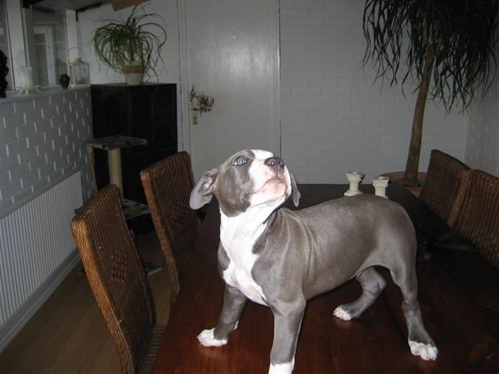 Amerikansk staffordshire terrier Zorro billede 6