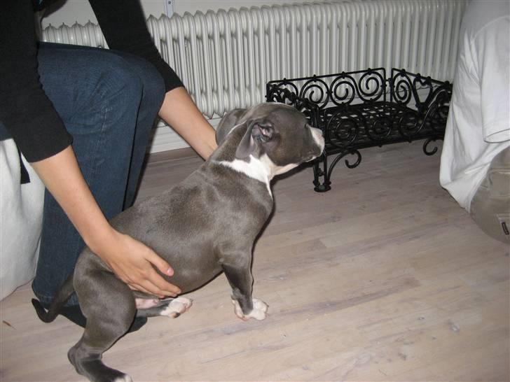 Amerikansk staffordshire terrier Zorro - 11 uger på besøg ved søster billede 7