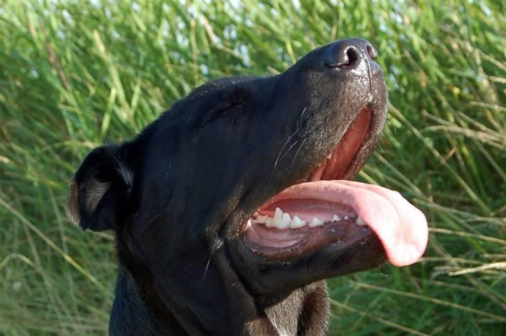 Blanding af racer Buddy - Dejligt vejr! billede 15