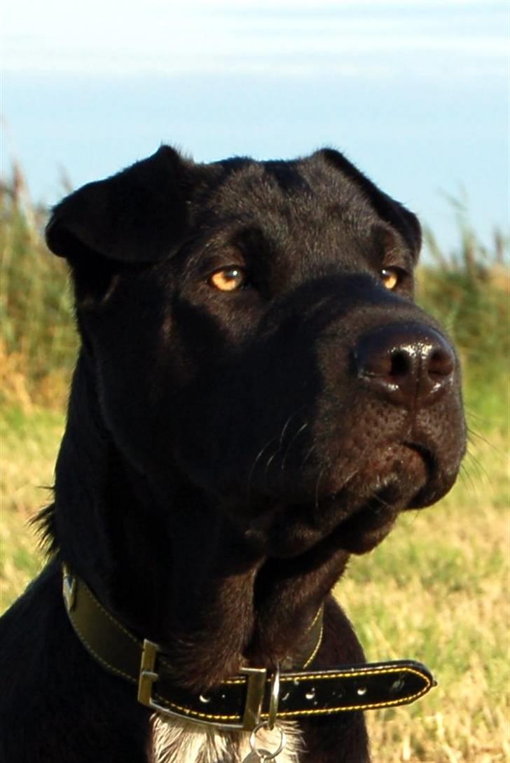 Blanding af racer Buddy - Fært af noget? billede 16