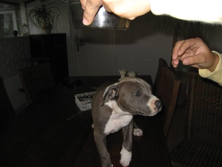 Amerikansk staffordshire terrier Zari billede 1