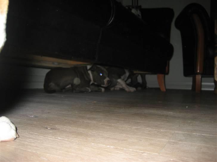 Amerikansk staffordshire terrier Zari billede 2