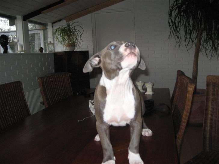 Amerikansk staffordshire terrier Zari billede 3