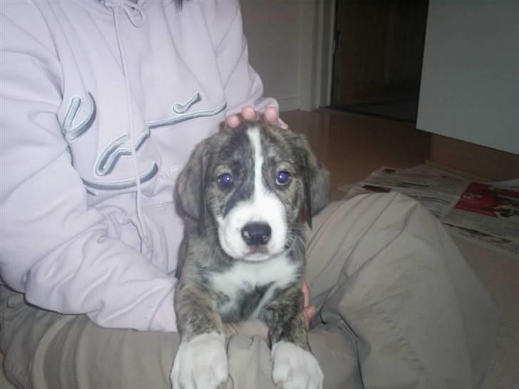 Blanding af racer Diesel billede 2