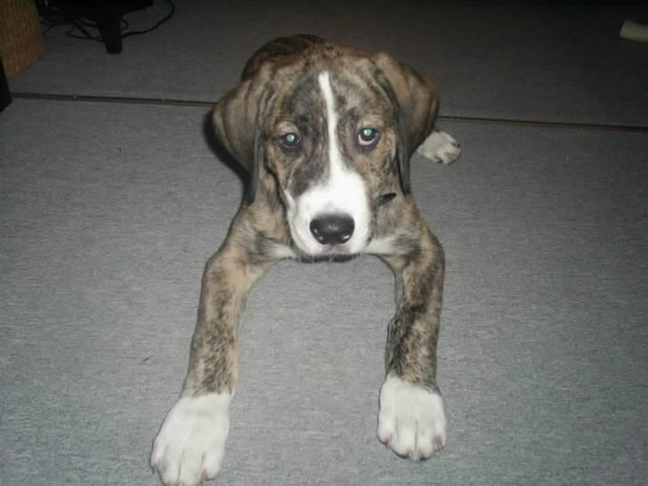 Blanding af racer Diesel billede 3