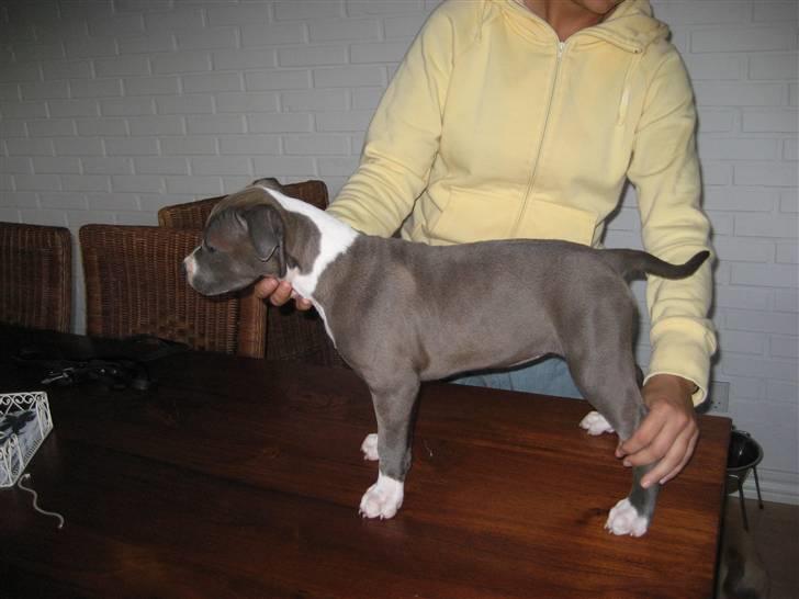 Amerikansk staffordshire terrier Zari billede 4