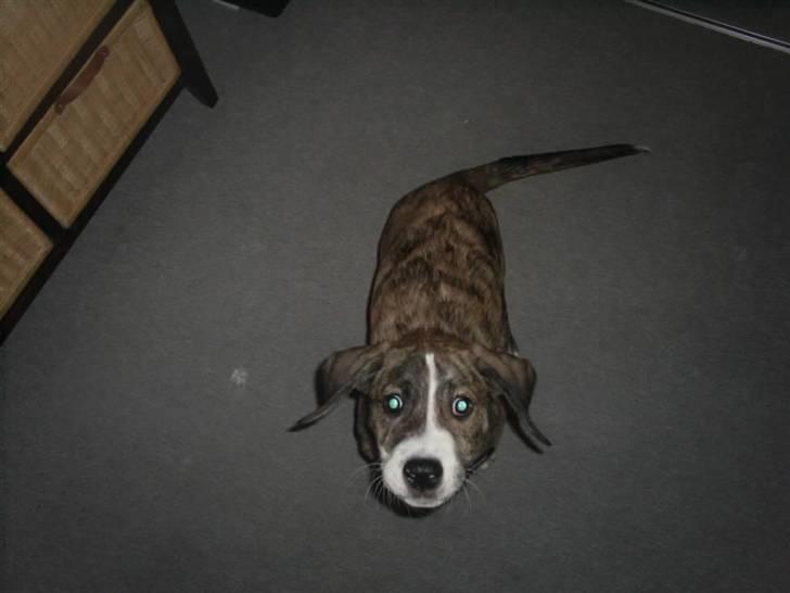 Blanding af racer Diesel billede 4