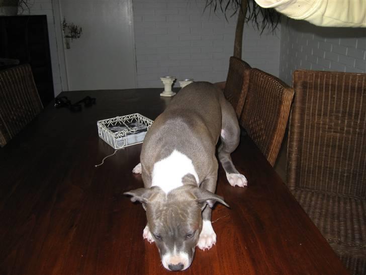 Amerikansk staffordshire terrier Zari billede 5