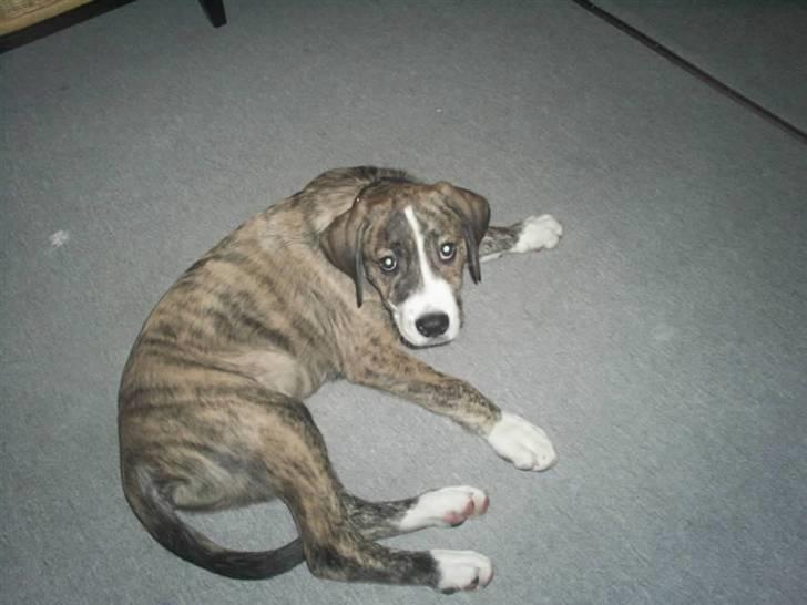 Blanding af racer Diesel billede 5