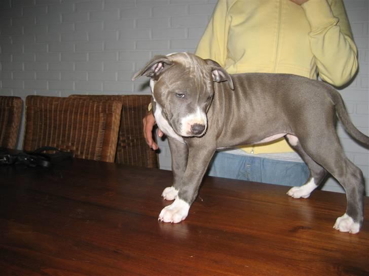 Amerikansk staffordshire terrier Zari billede 6