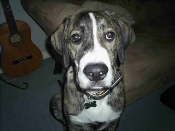 Blanding af racer Diesel billede 6